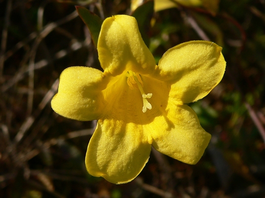 {Gelsemium sempervirens}